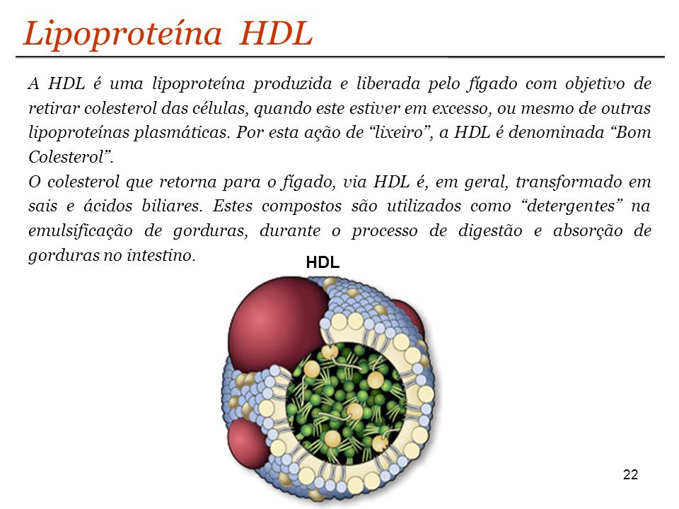 COLESTEROL INCRÍVEIS INFORMAÇÕES A VERDADE!